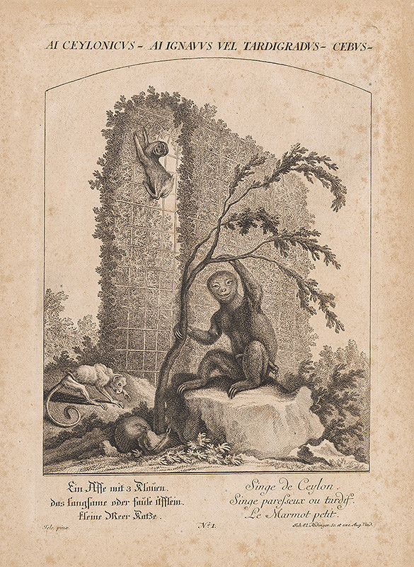 Johann Elias Ridinger, Jele – Ai Cejlonicus 