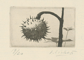 Václav Sivko – Gaštanový plod 