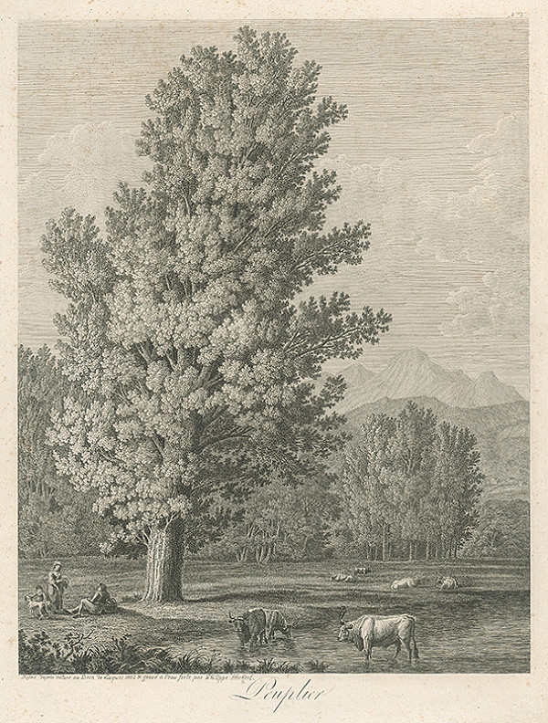 Filip Hackert – Topoľ 