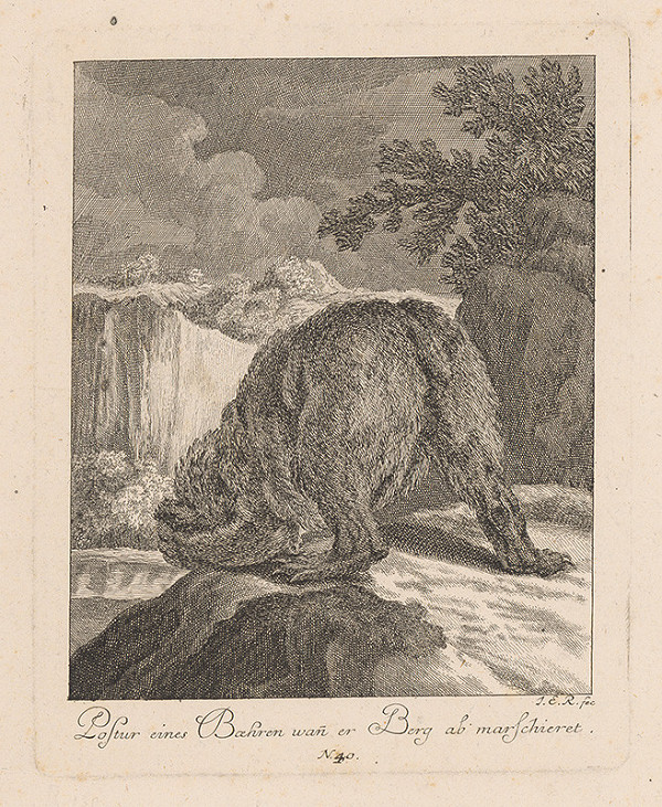 Johann Elias Ridinger – Postoj medveďa pri zliezaní kopca 