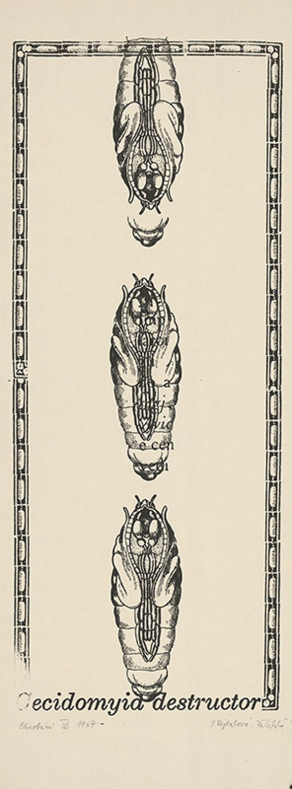 Jana Želibská – Bugs III.  