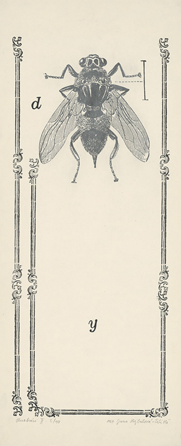 Jana Želibská – Chrobáci II. 