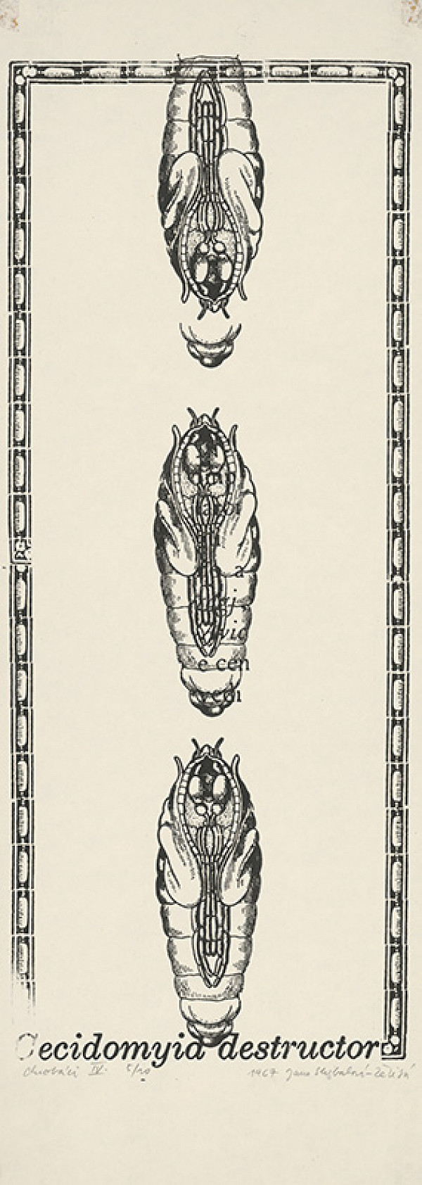 Jana Želibská – Chrobáci IV. 