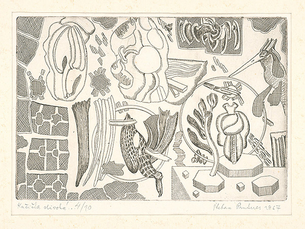 Štefan Prukner – Kačička divoká 