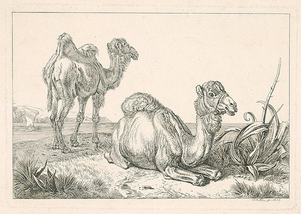 Johann Adam Klein – Ťavy 