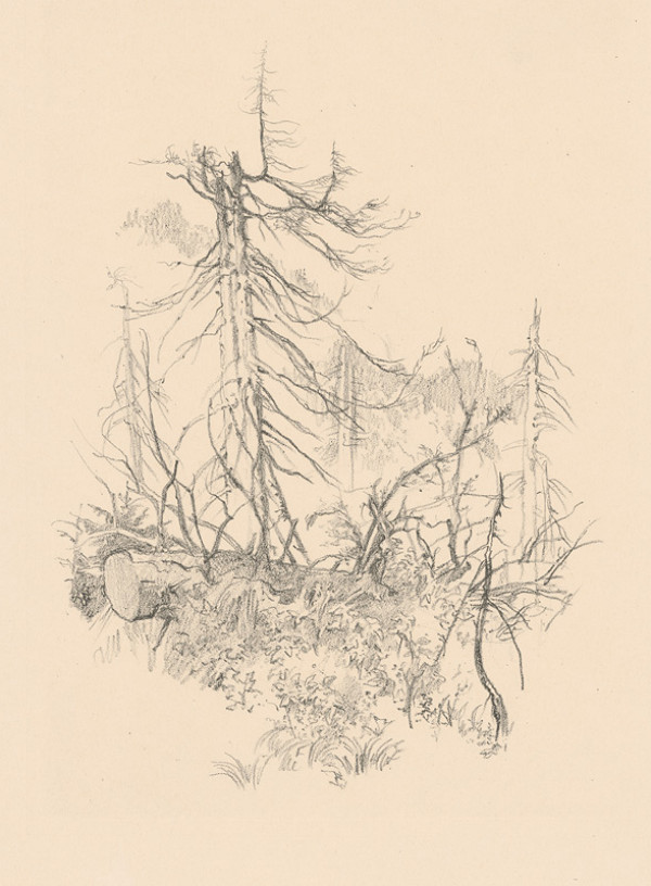 Jaroslav Vodrážka – Štúdie stromov E. 