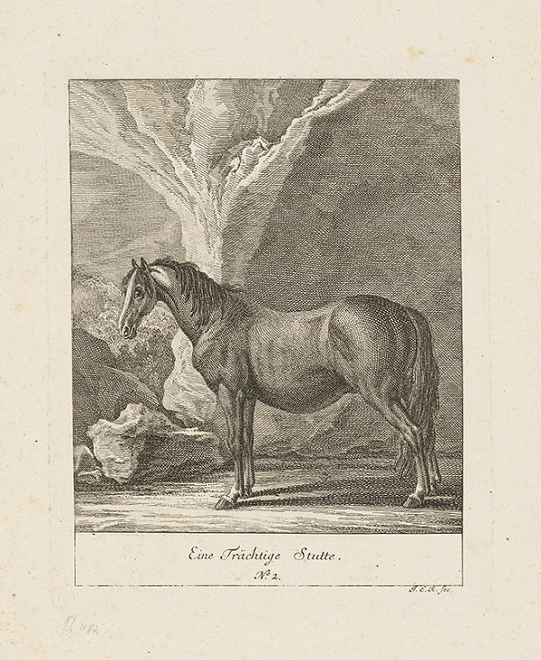 Nemecký - rakúsky autor G.E.R. z 19. storočia – Štúdia koňa 
