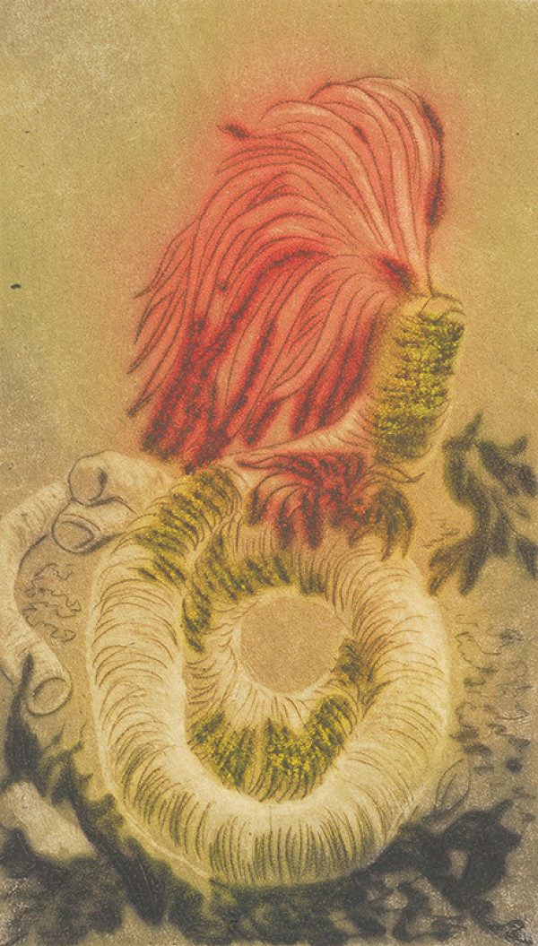 Mária Želibská – Kvetina 