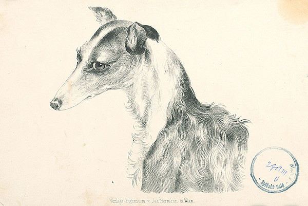 Stredoeurópsky autor z 19. storočia – Chrt 