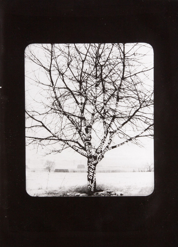 Dezider Tóth – Sneh na strome