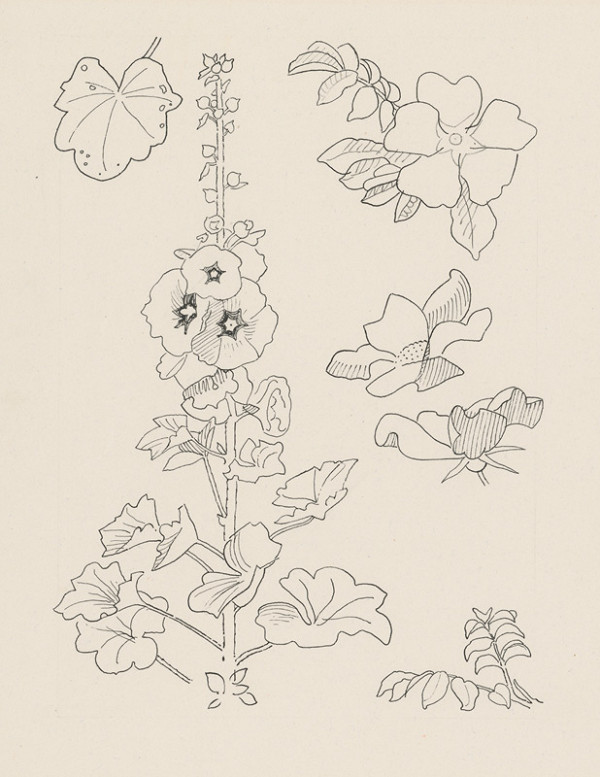 Ľudovít Fulla – Štúdie slezovej ruže 