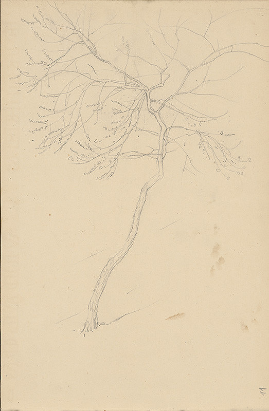 Ladislav Mednyánszky – Náčrt stromu  