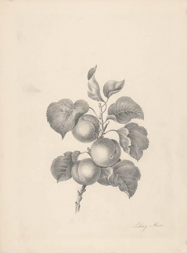 Mária Libayová – Konárik s ovocím 