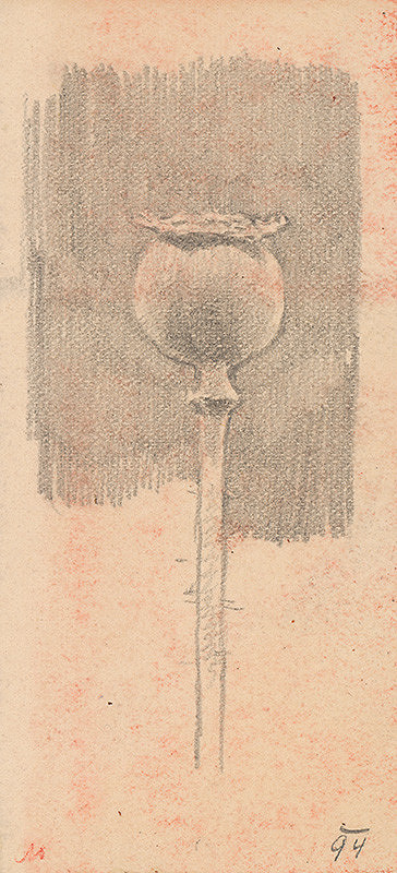 Milan Thomka Mitrovský – Štúdia makovice 