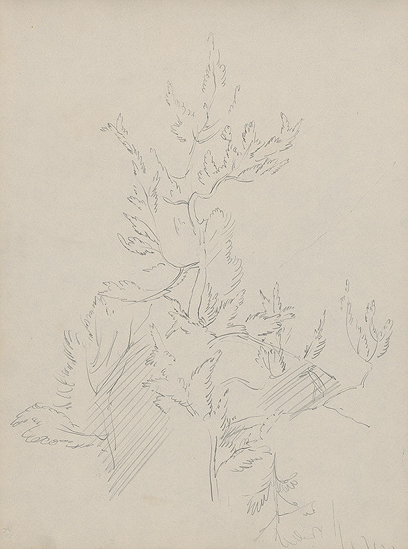 Ján Novák – Stromy 