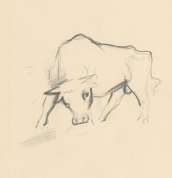 Mikuláš Galanda – Young Bull 