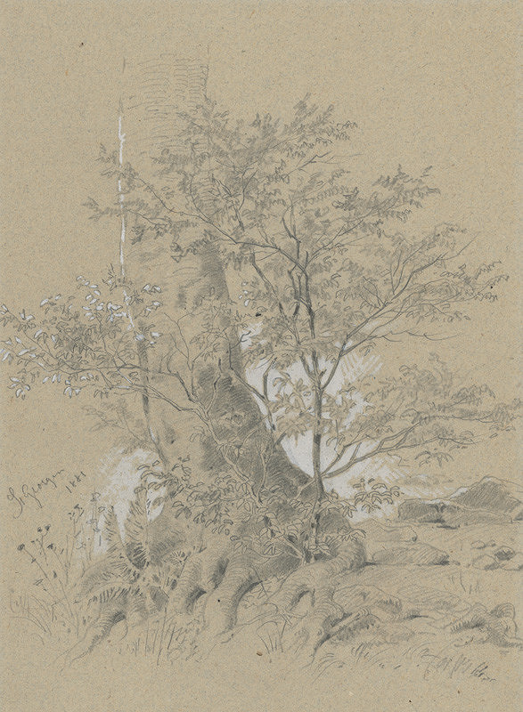 Friedrich Carl von Scheidlin – Štúdia dubového kmeňa 