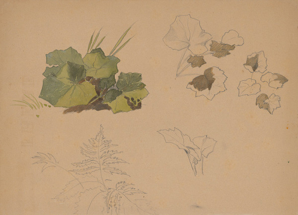Friedrich Carl von Scheidlin – Study of Leaves II.  