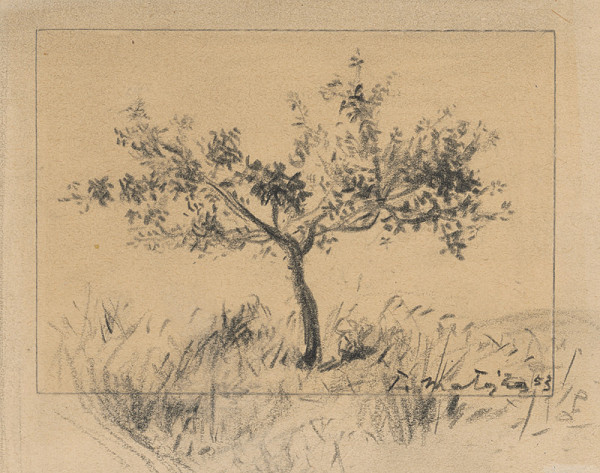 Peter Matejka – Štúdia stromu 