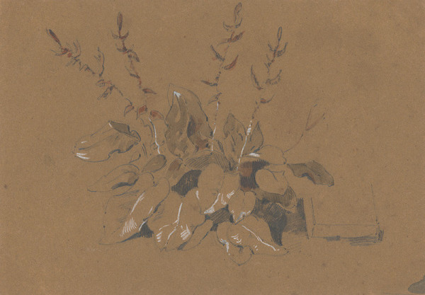 Friedrich Carl von Scheidlin – Study of Flowering Plant 