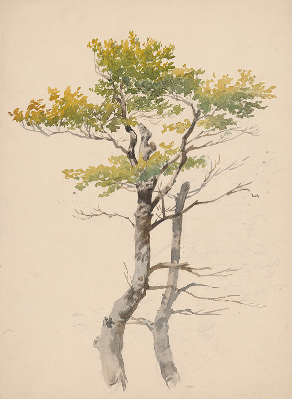 Friedrich Carl von Scheidlin – Study of Deciduous Tree 