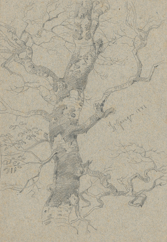 Friedrich Carl von Scheidlin – Štúdia starého rozvetveného stromu 