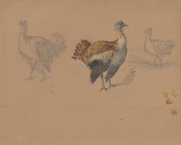 Friedrich Carl von Scheidlin – Study of Turkeys 