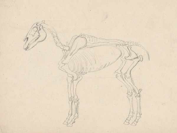 Friedrich Carl von Scheidlin – Štúdia kostry koňa 