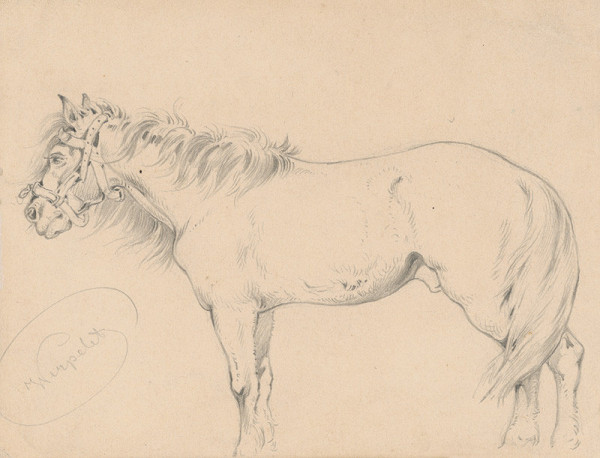 Friedrich Carl von Scheidlin – Study of a Horse with Long Mane I. 