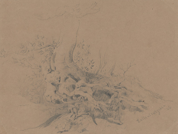 Friedrich Carl von Scheidlin – Štúdia koreňa starého stromu 