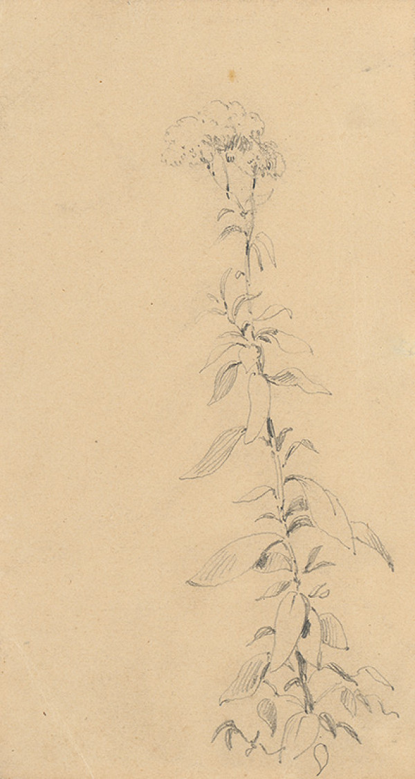 Friedrich Carl von Scheidlin – Štúdia rastliny 