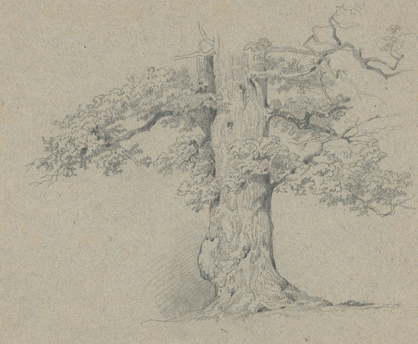 Friedrich Carl von Scheidlin – Study of an Old Deciduous Tree 