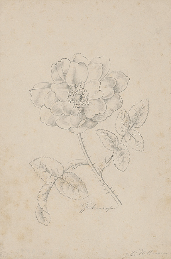 Henriette Jetti Wittmann – Study of a Rose 