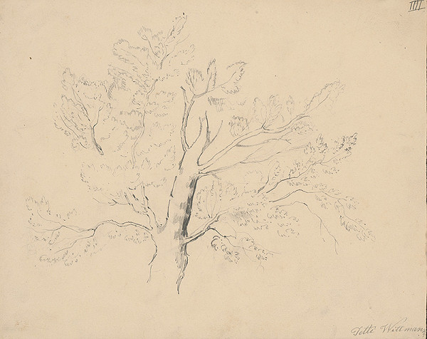 Henriette Jetti Wittmann – Study of a Deciduous Tree 