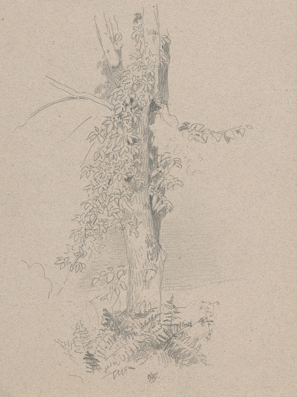 Jan Novopacký – Štúdia kmeňa stromu 