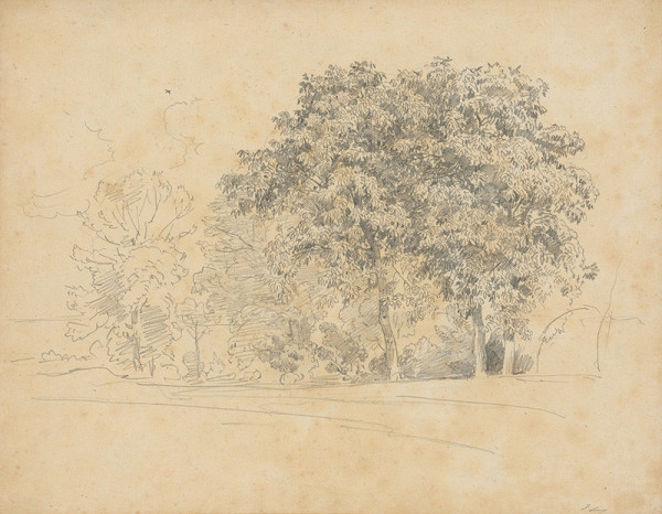 Jan Novopacký – Listnaté stromy 