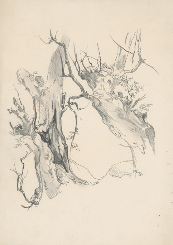 Jaroslav Vodrážka – Drawing of Two Old Tree Trunks 
