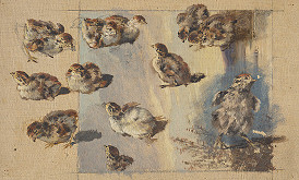 Friedrich Carl von Scheidlin – Study of Chicks 