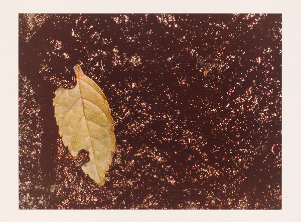 Karel Skřipský – List v lese