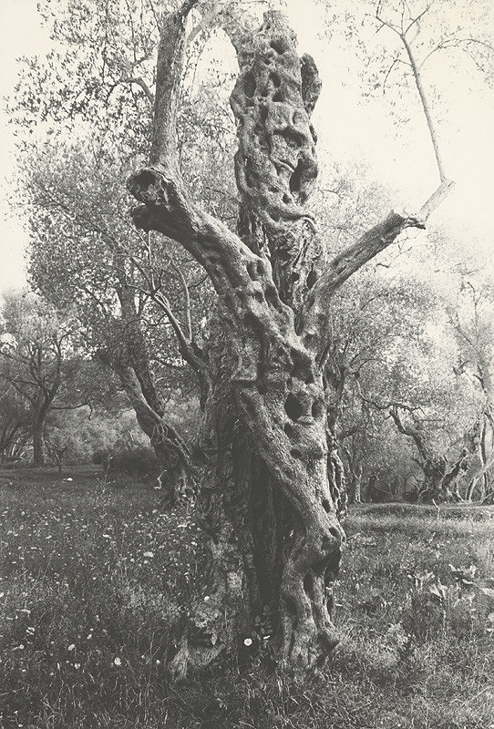 Karel Skřipský – Bez názvu 