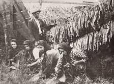 Irena Blühová – Tabačiarky. Sušenie tabaku 