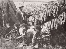 Irena Blühová – Tabačiarky. Sušenie tabaku 