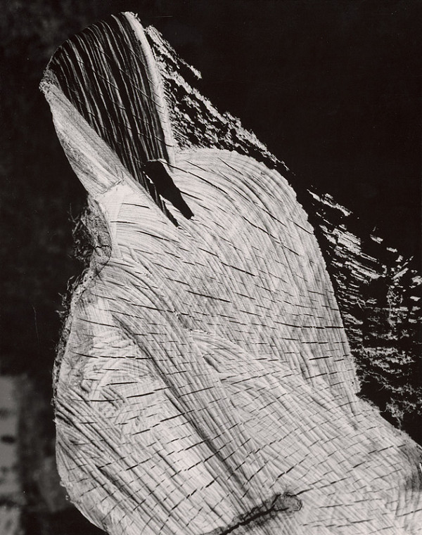 Martin Martinček – Nezbadaný svet. Pinguin 