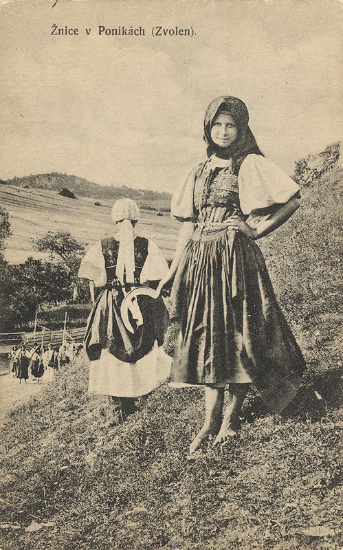 Pavol Socháň – Žnice v Ponikách (Zvolen)