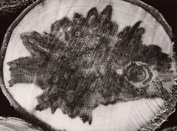 Martin Martinček – Fantázia prírody. Vrabec 