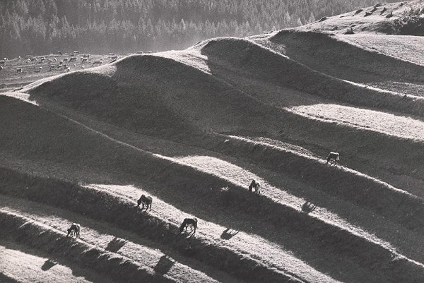 Martin Martinček – Na paši v horách 