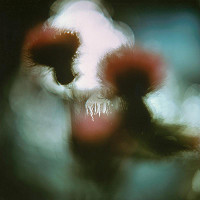 Martin Martinček – Rozkvitnutý deň I. 