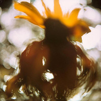 Martin Martinček – Rozkvitnutý deň V. 