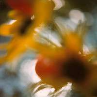 Martin Martinček – Rozkvitnutý deň VII. 