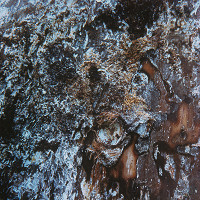 Martin Martinček – Umenie umierajúcich stromov III. 